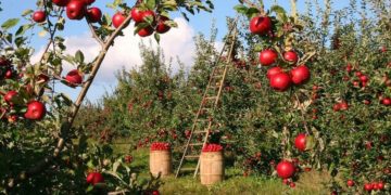 Highest and lowest paid jobs in US agriculture