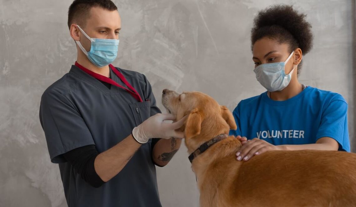 veterinary schools