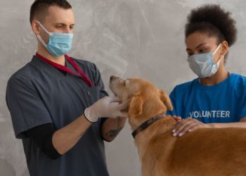 veterinary schools