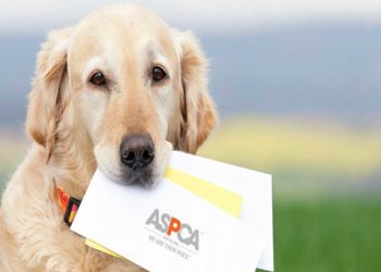 How to Cancel ASPCA Donation?