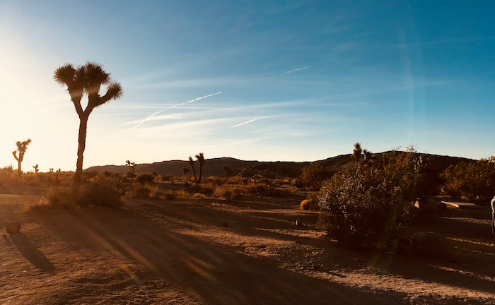 Joshua tree in spring