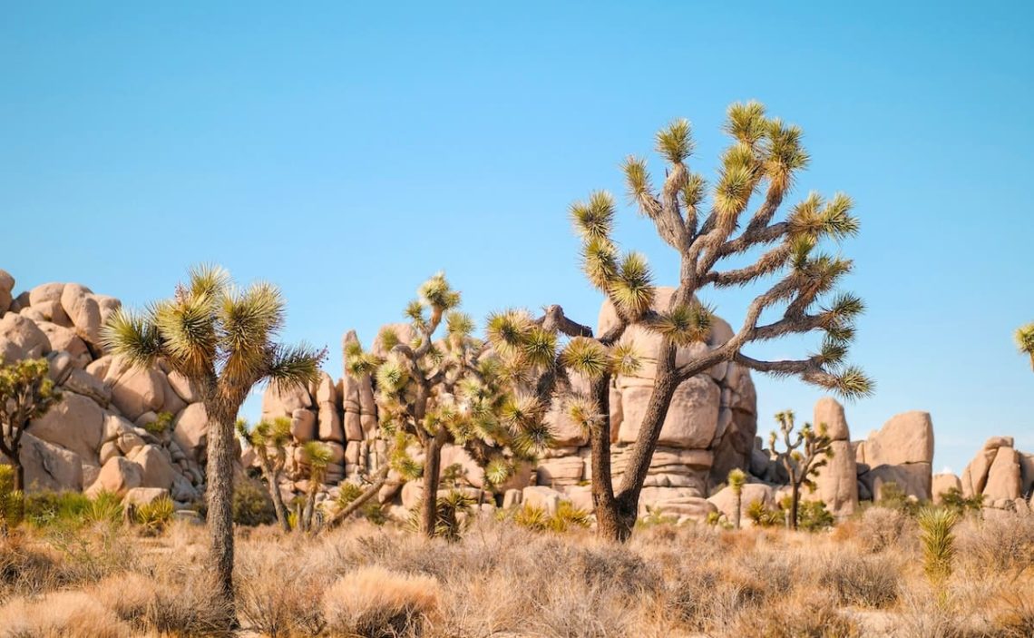 best time to visit Joshua Tree