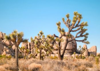 best time to visit Joshua Tree